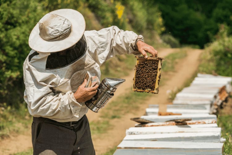 Beekeeper checking the honeycombs