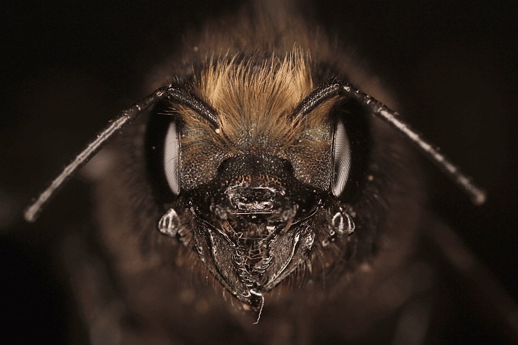 Close-up of orchard mason bee head