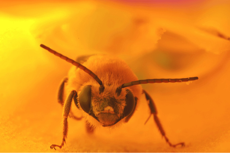 Male squash bee in royal trumpet vine flower