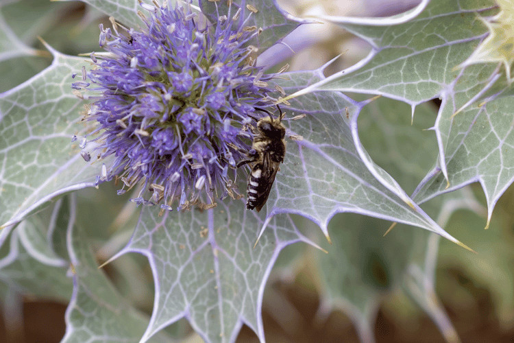 Sea holly plant in flower with sharp tail bee