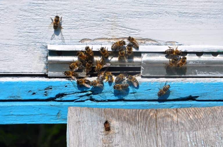 Is There a Best Paint For Beehives? Is It Really Necessary?