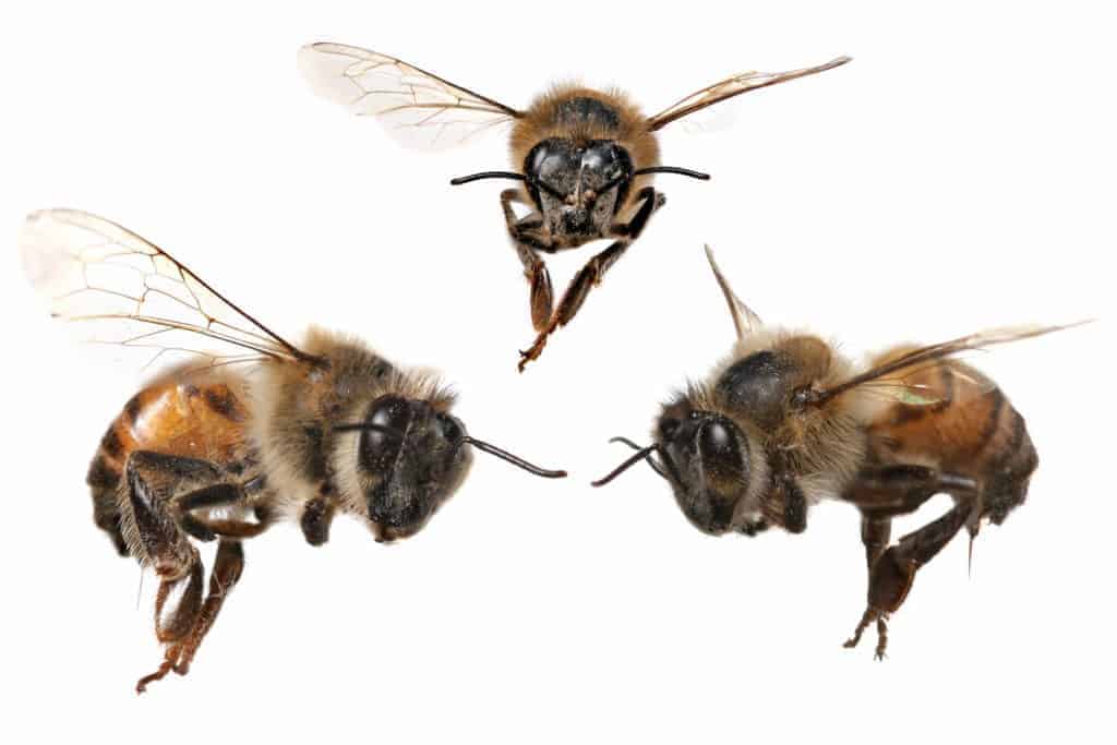 3 Different Angles of a North American Honey Bee With Stinger Attached