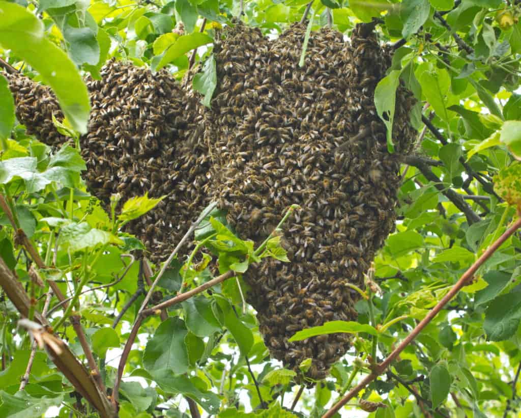 Bees-Swarm-In-Tree