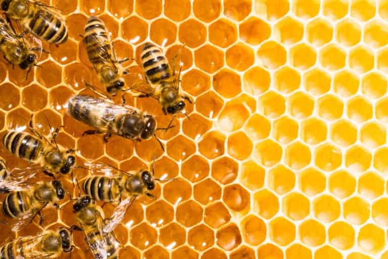 How Long Does It Take For A New Beehive To Produce Honey?