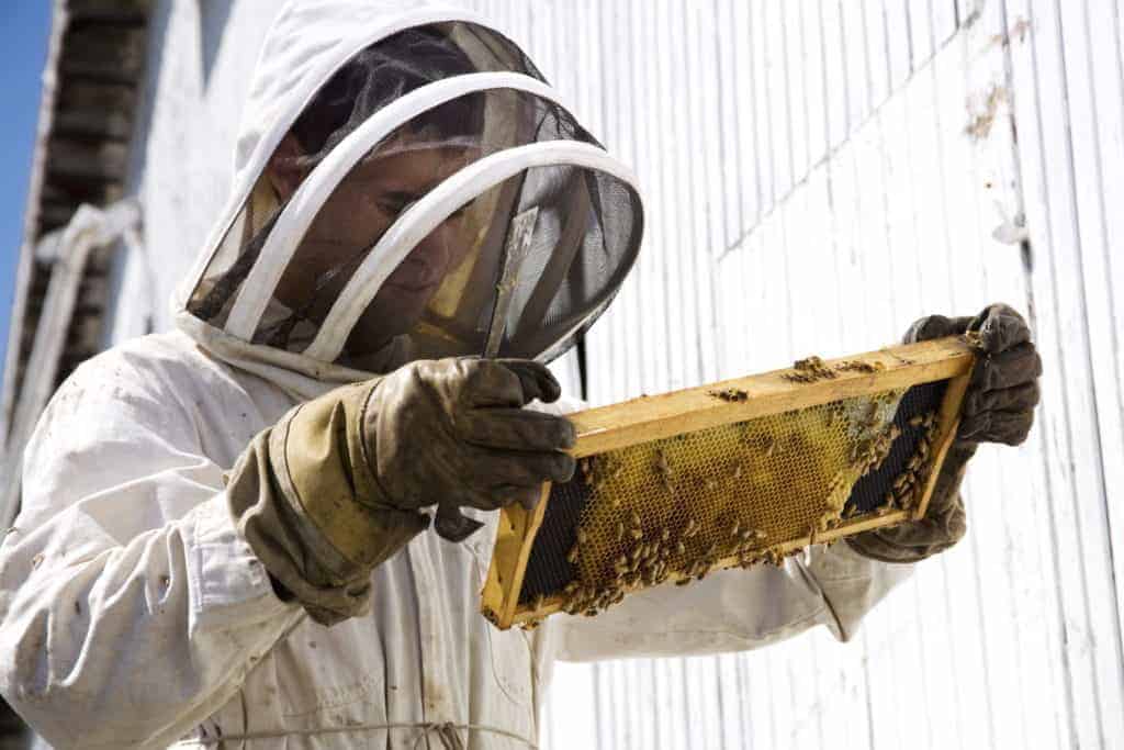 Full-Bee-Suit-Inspection