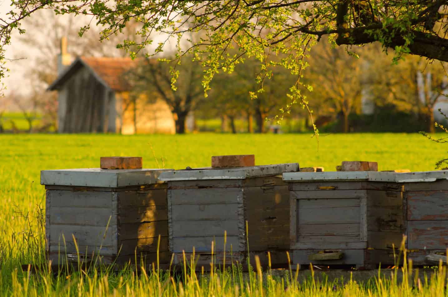 Is There a Best Direction To Face a Beehive? Does It Really Matter