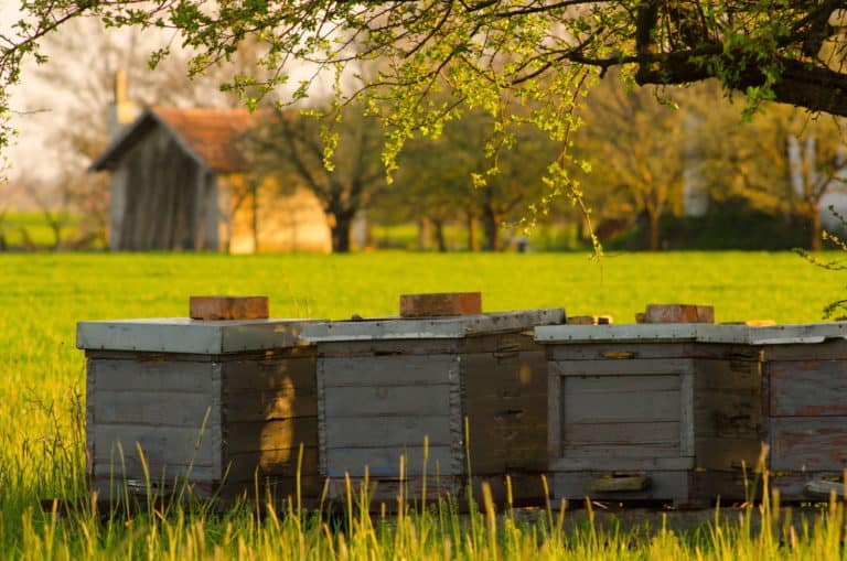 How Close Can Beehives Be To Each Other? Will This Reduce Drift?