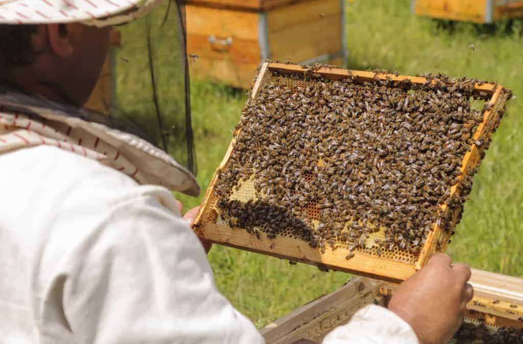 Inspecting-Bee-Frame