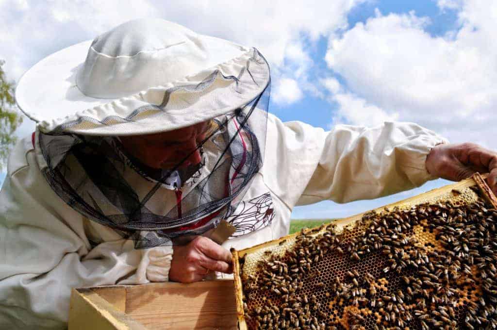 beekeeper-inspecting-beehive