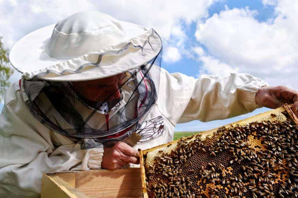 how-often-do-you-get-stung-beekeeping-how-much-does-it-hurt-bee