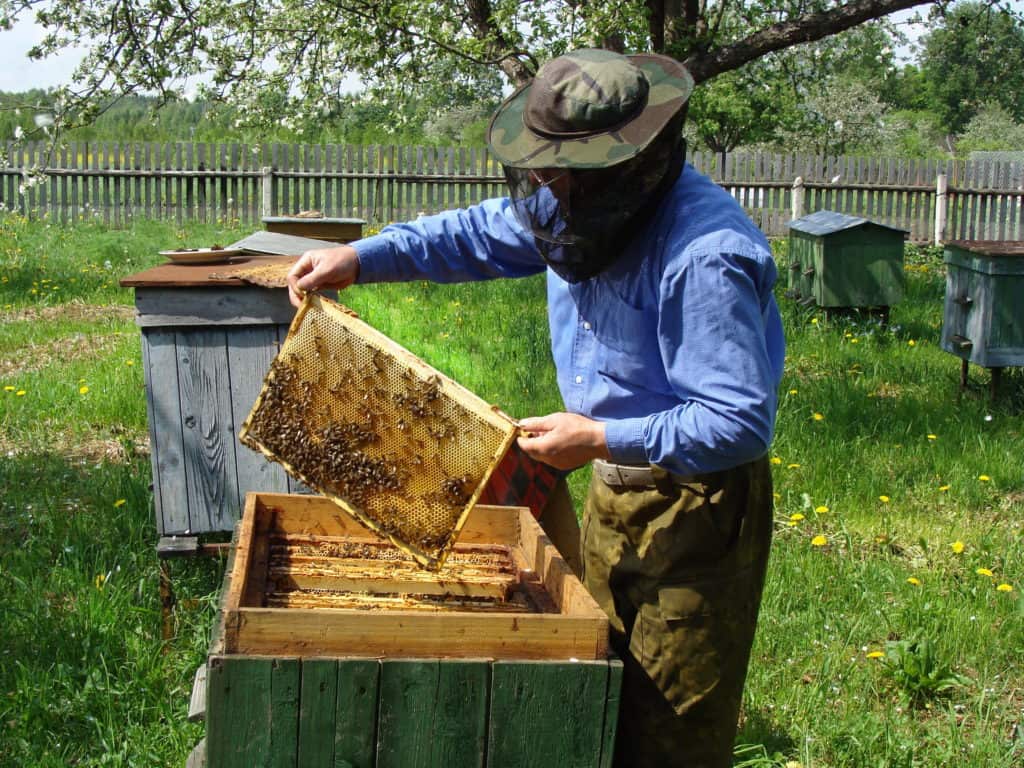 beekeeper-wearing-hatandveil