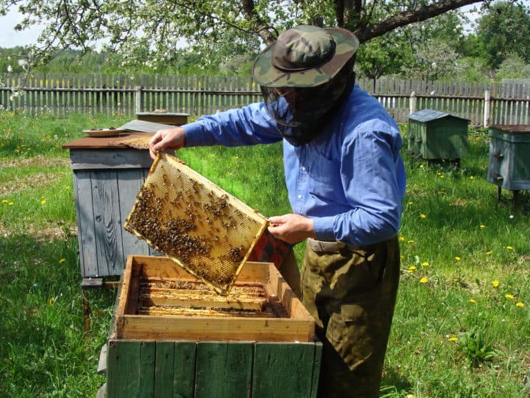 How Many Beehives Does It Take To Make A Living? Is This Realistic?