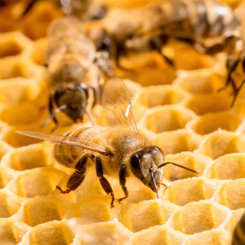 hard-working-honeybees