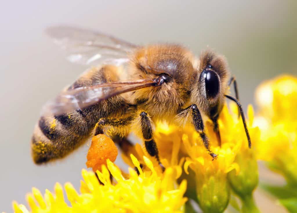 Bees collecting nectar from flower