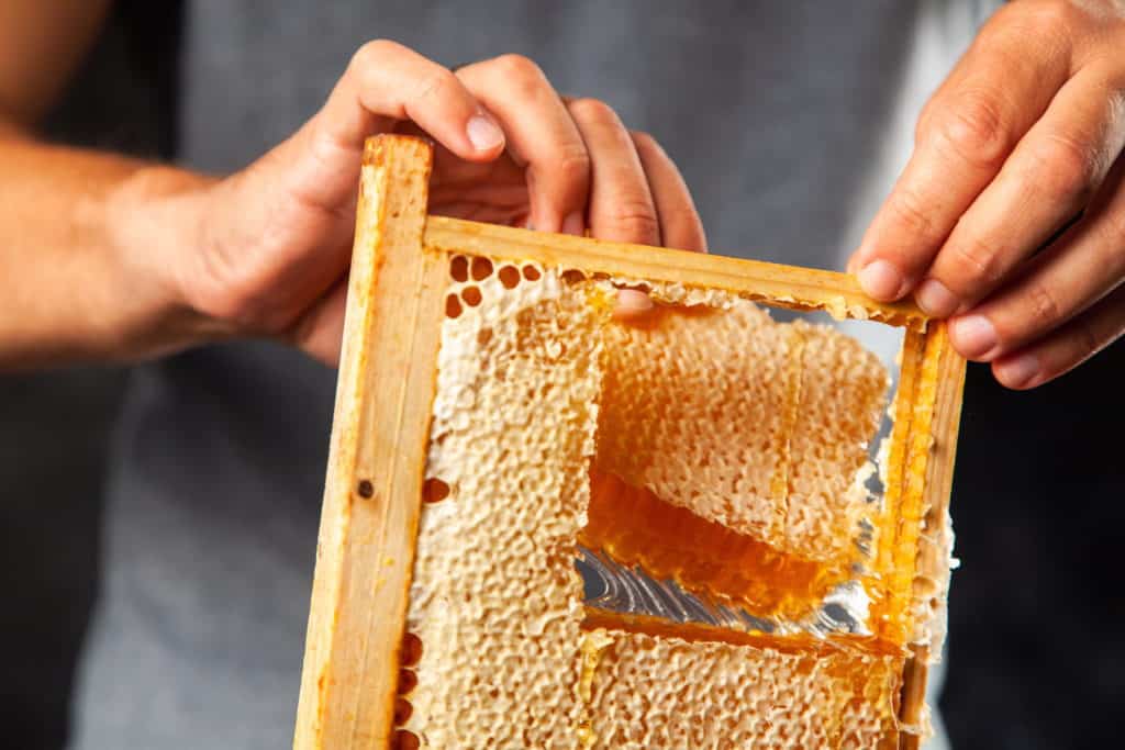 honeycomb-in-wooden-beeframe