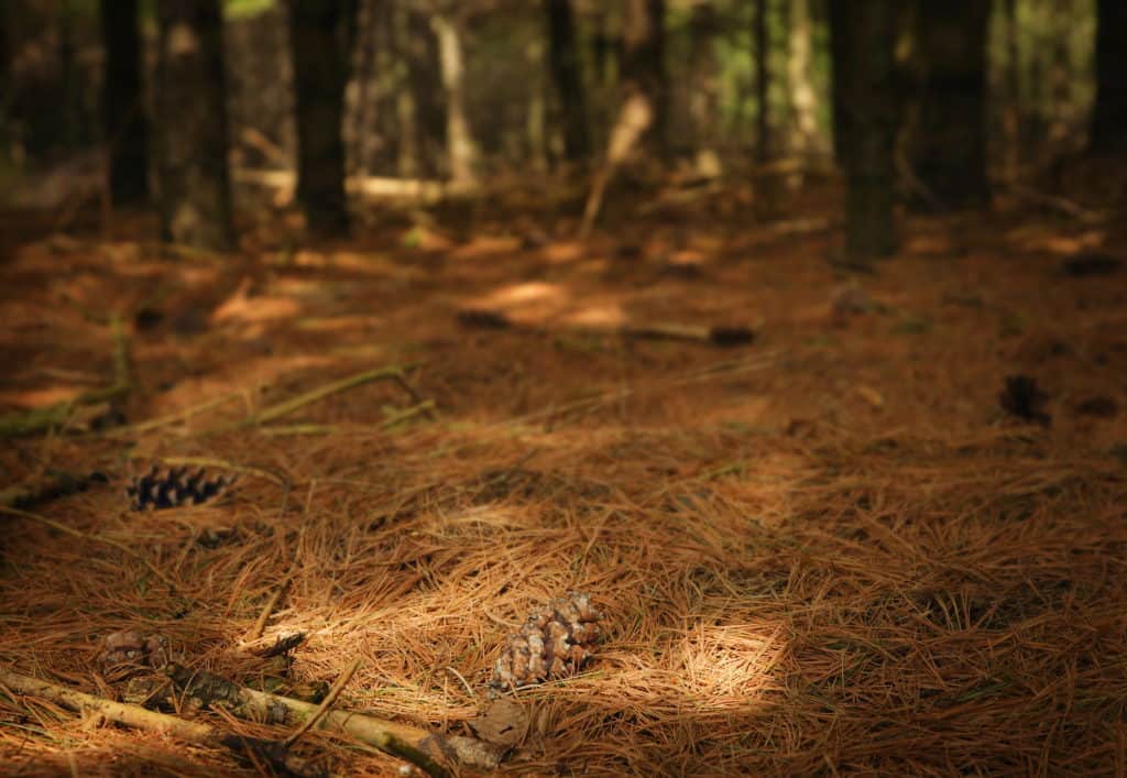 pine-needles-forest-floor