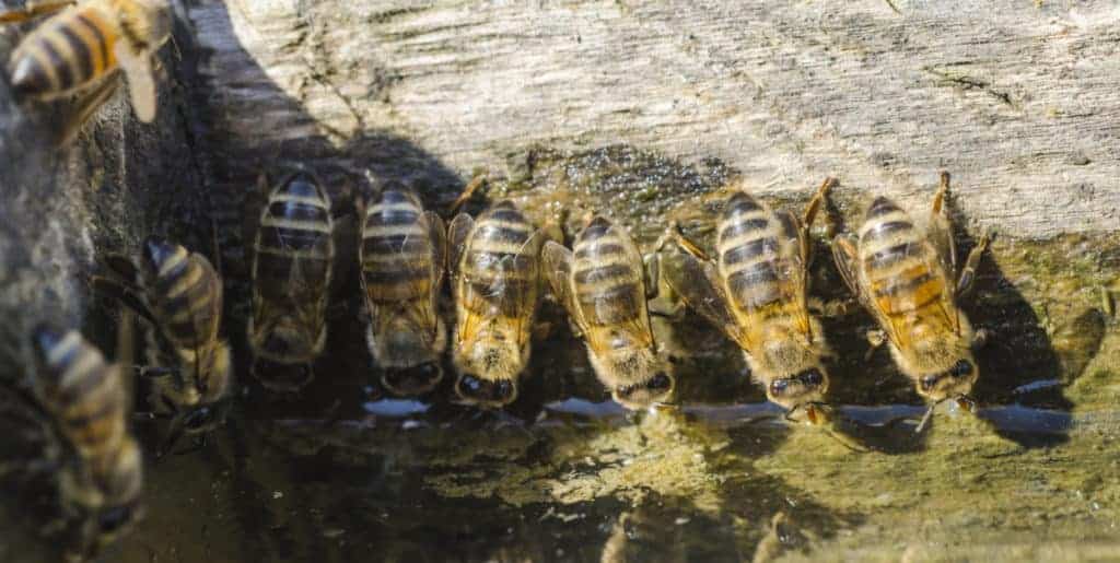 bees-drinking-water