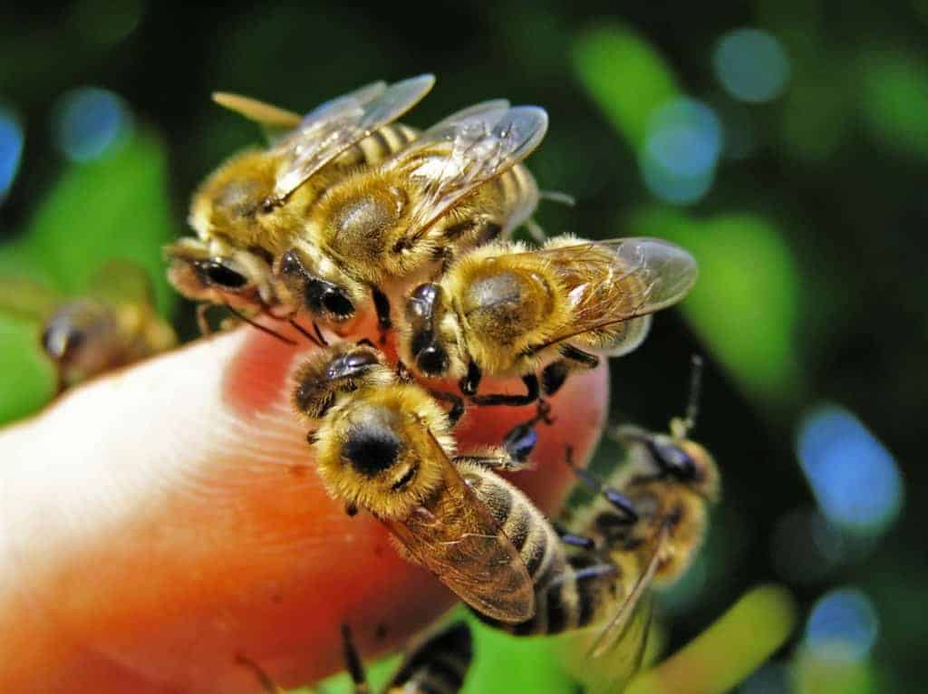 bees-grouped-on-human-hand