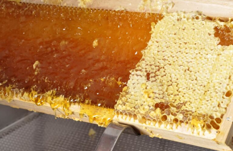 How Long Can You Keep Capped Honey Before Extraction? Will It Spoil?