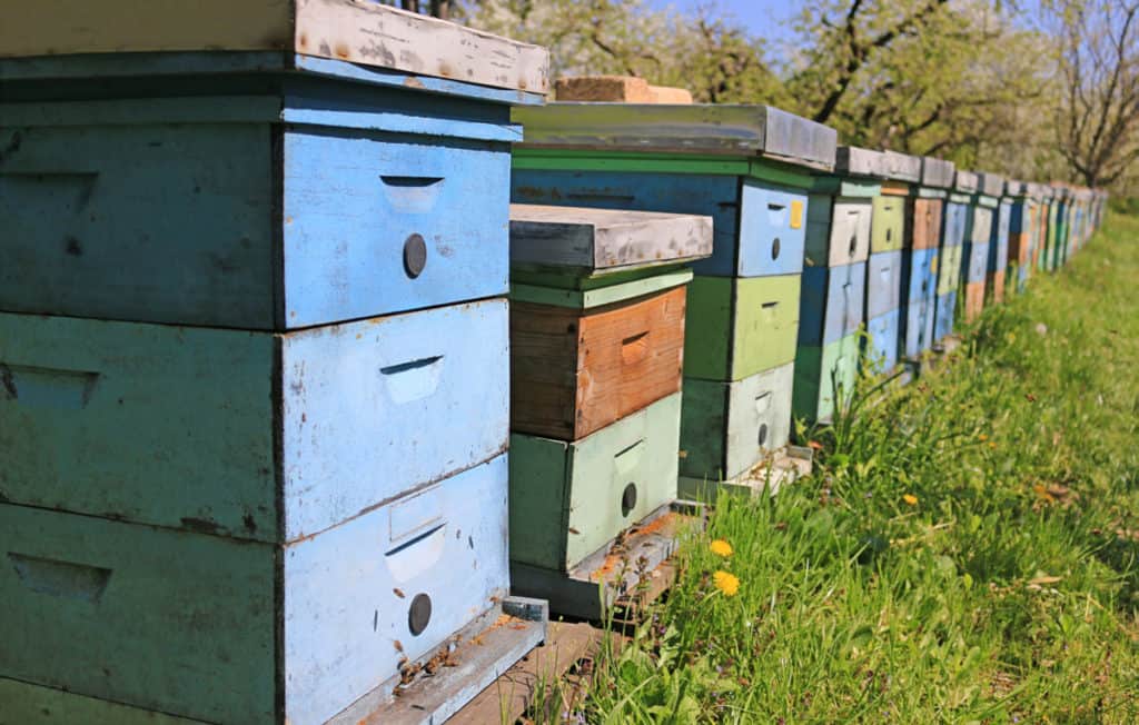 hive-boxes