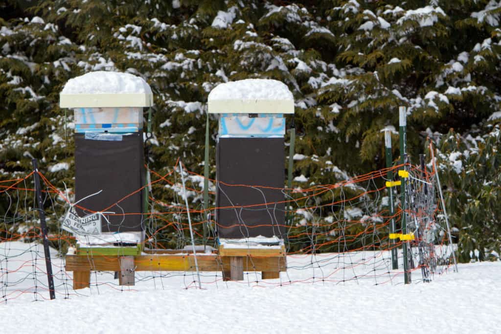 snow-covered-beehive-with-fence