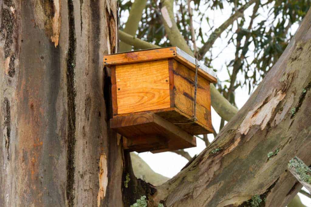 beehive-box-in-tree