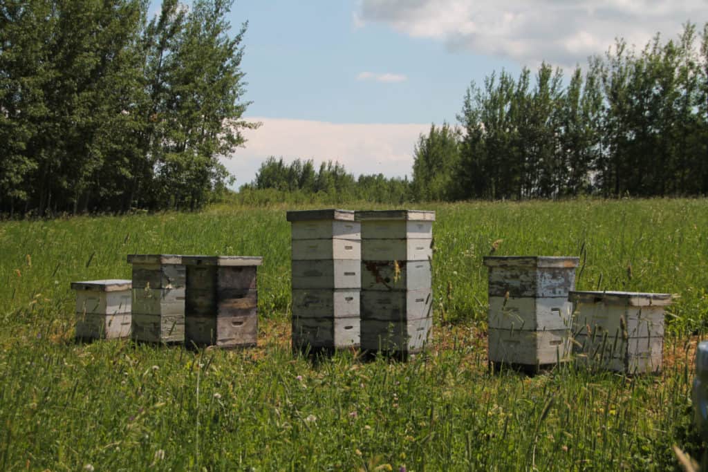 beehives-in-a-field