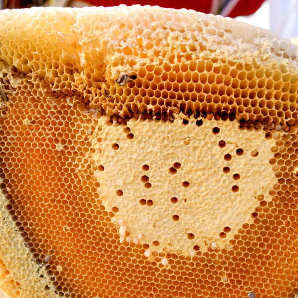 bees-filling-comb-with-honey