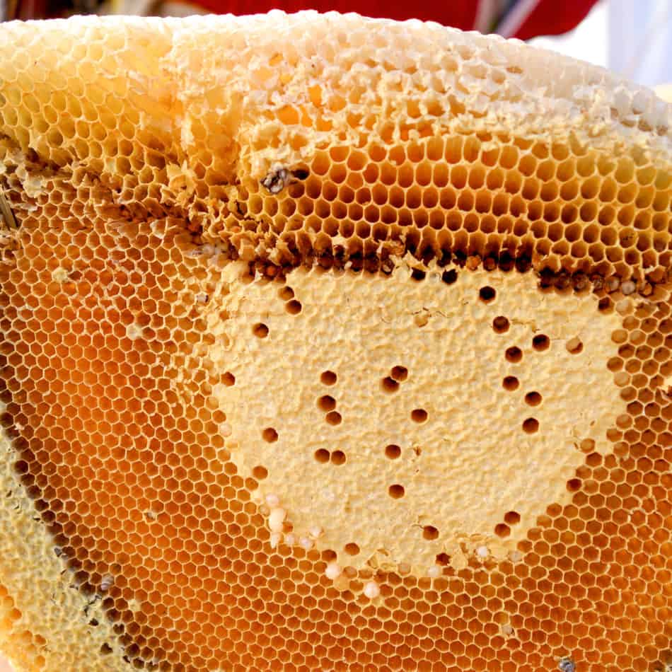 How Long Does It Take Honeybees To Make Honey? Bee Keeper Facts Beekeeping For Beginners And