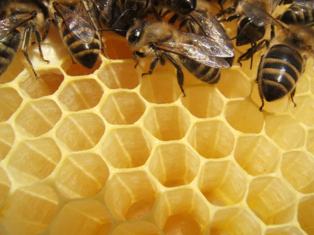 bees-making-honey