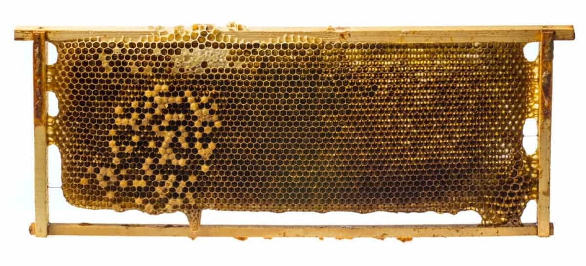 What Is The Difference Between a Brood Box And a Super? Bee Keeper