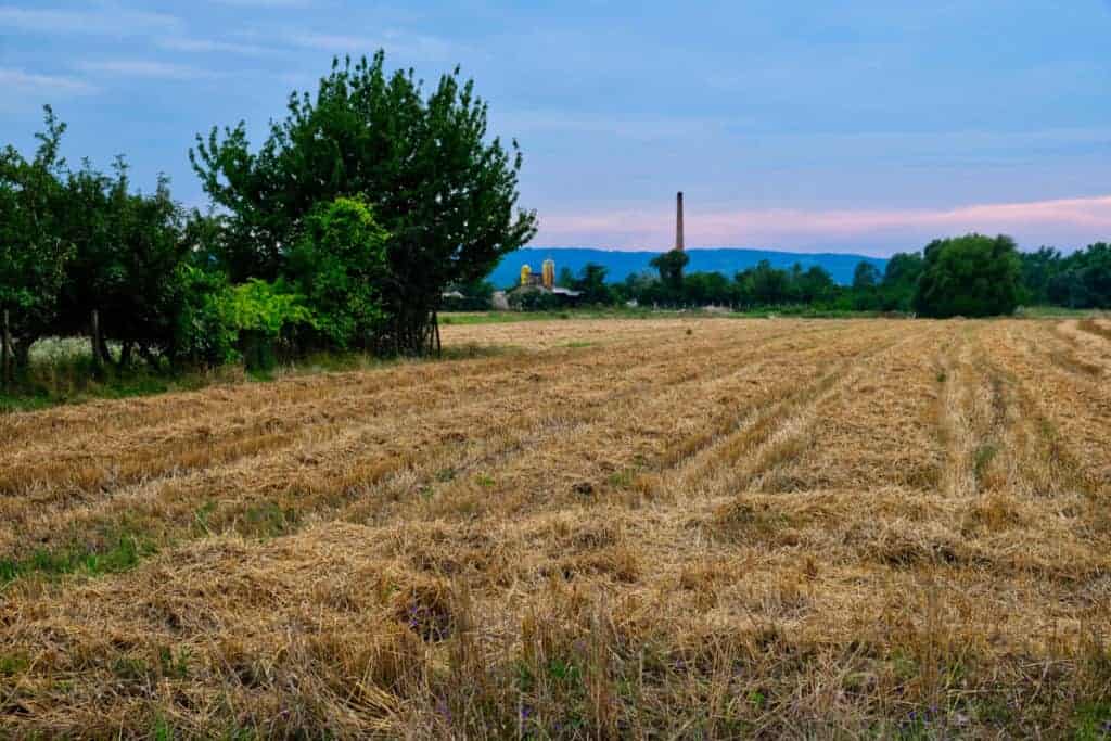 dry-hay-in-field