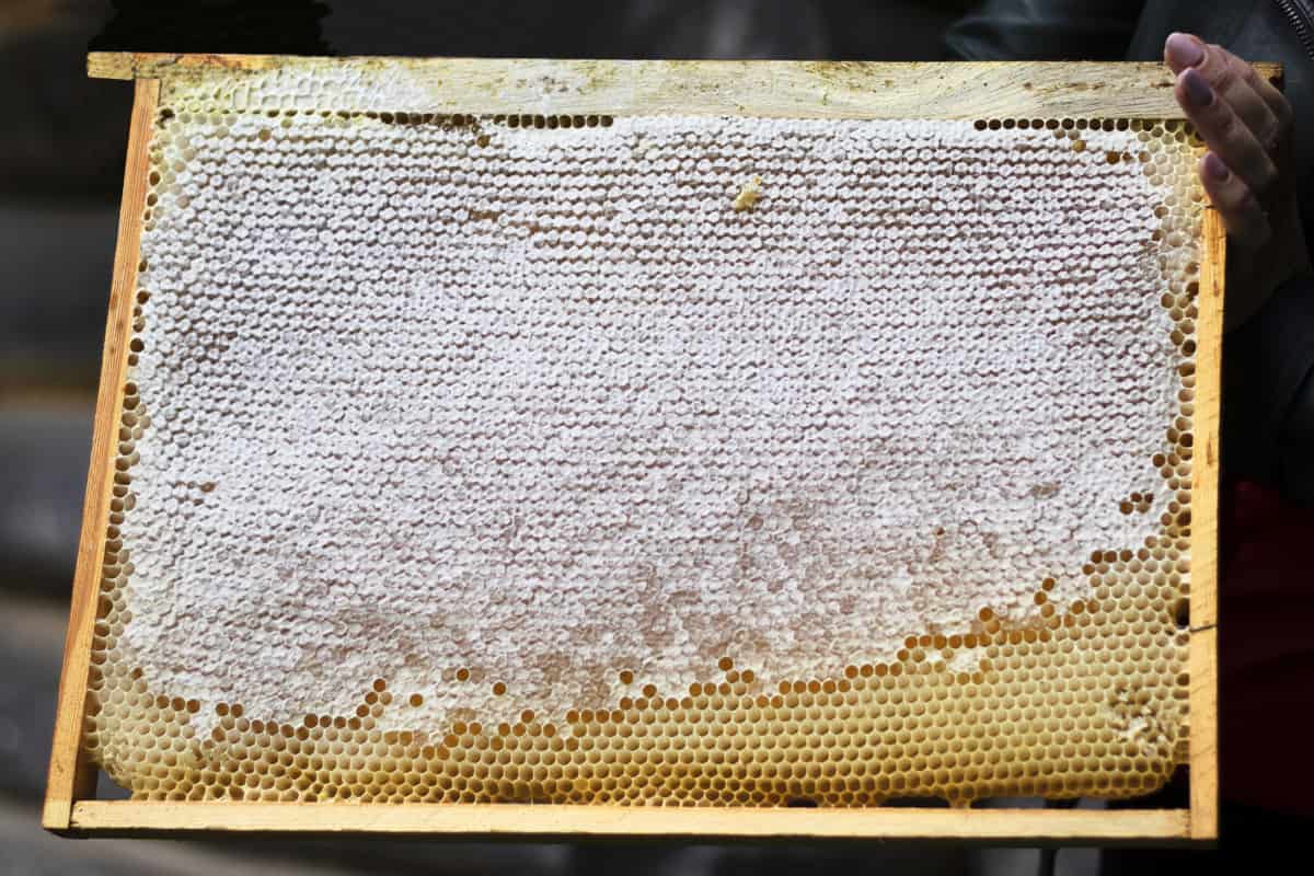 What Is The Difference Between a Brood Box And a Super? Bee Keeper Facts Beekeeping For