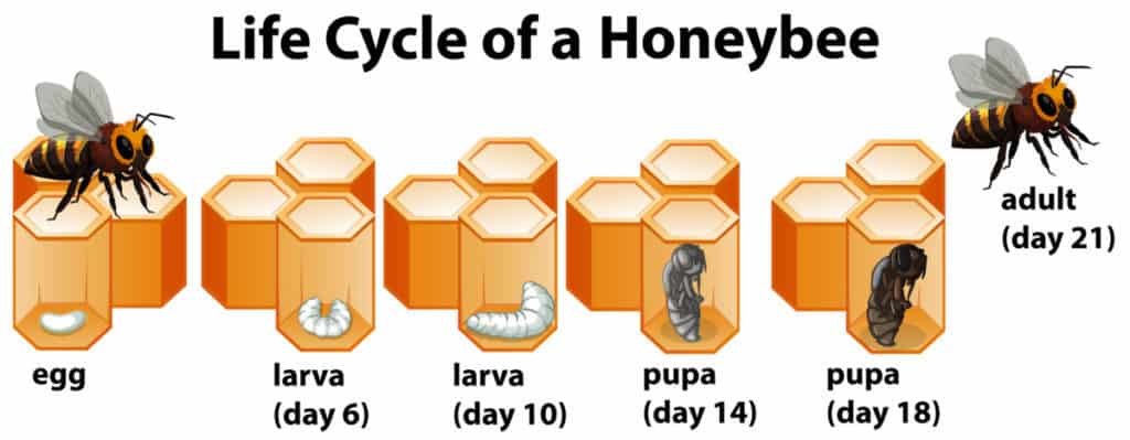 honeybee-life-cycle