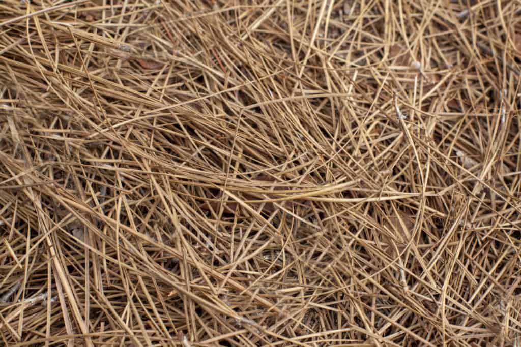 pine-straw