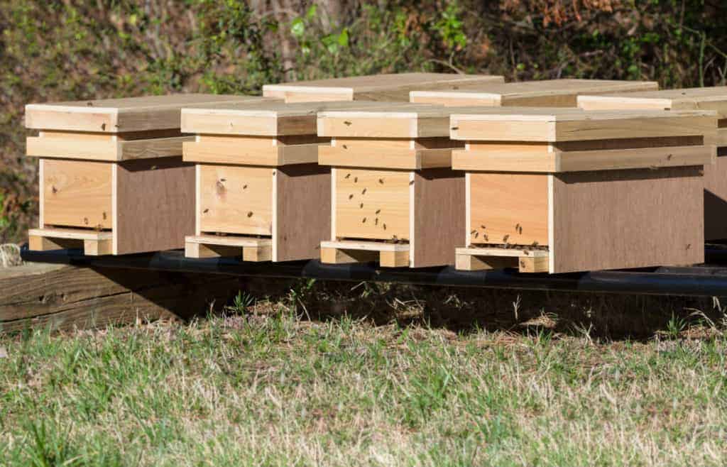 row-of-nucs-weaker-bee-colonies
