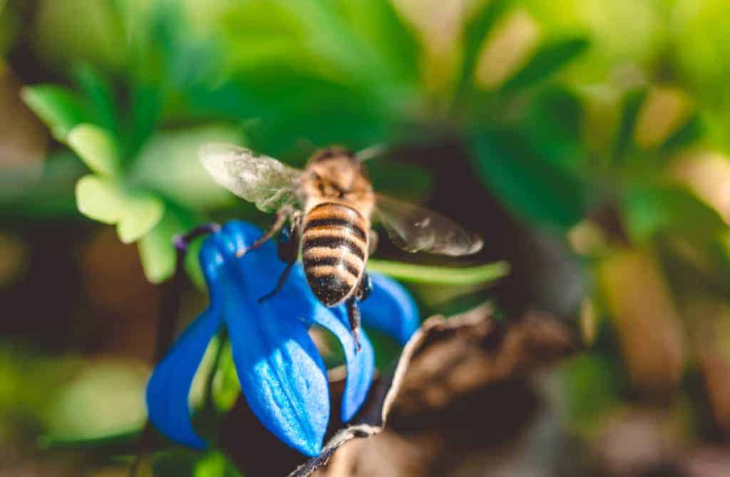 spring-honeybee