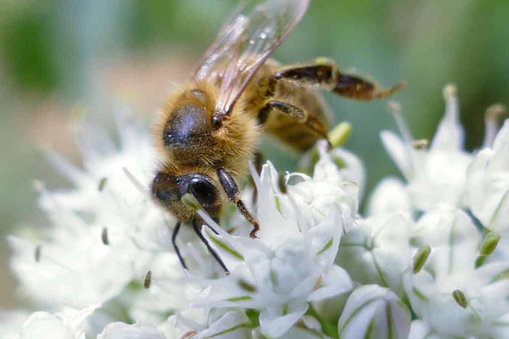 summer-honeybee