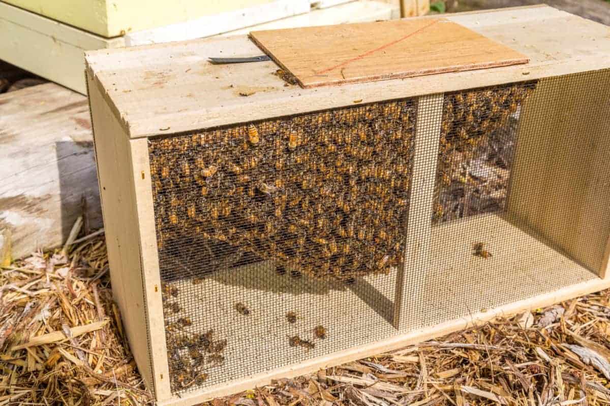 How Long Does It Take Bees To fill A Brood Box? Bee Keeper Facts