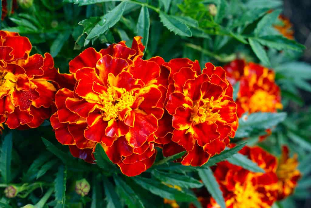 marigolds