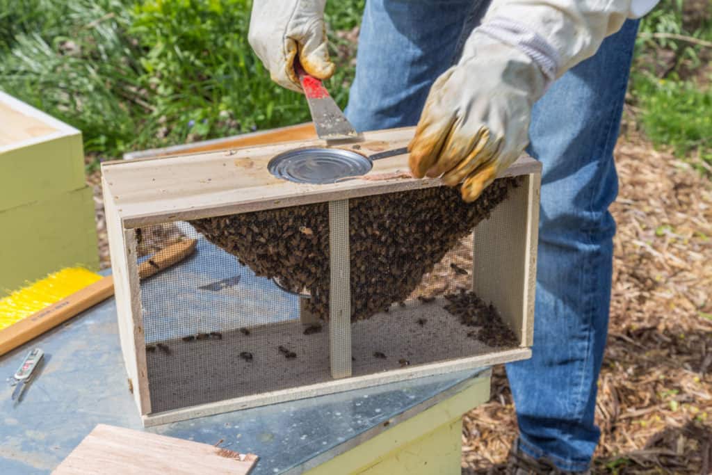 package-of-bees-being-opened