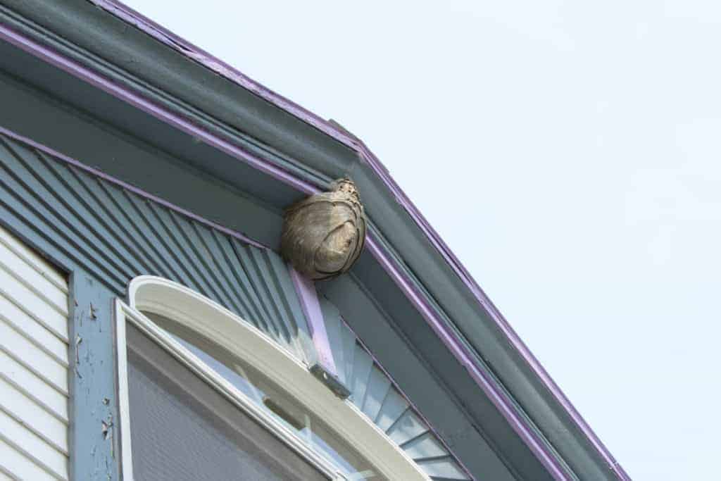 wasp-nest-on-old-house