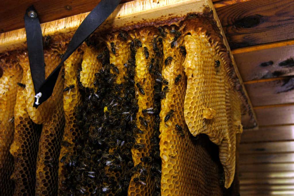 wild-honeybees-in-attic