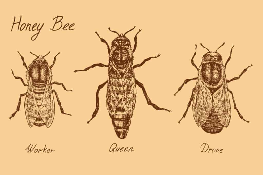 workerbee-dronebee-queenbee-illustration