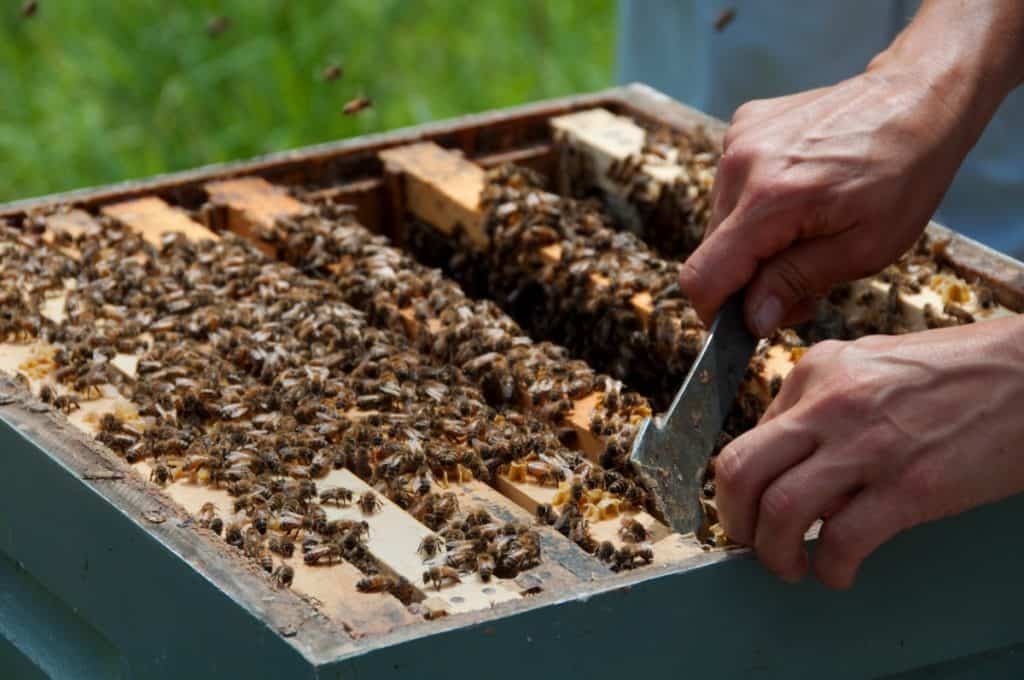 How Hard Is It To Start Beekeeping How Much Work Is It Bee Keeper Facts Beekeeping For