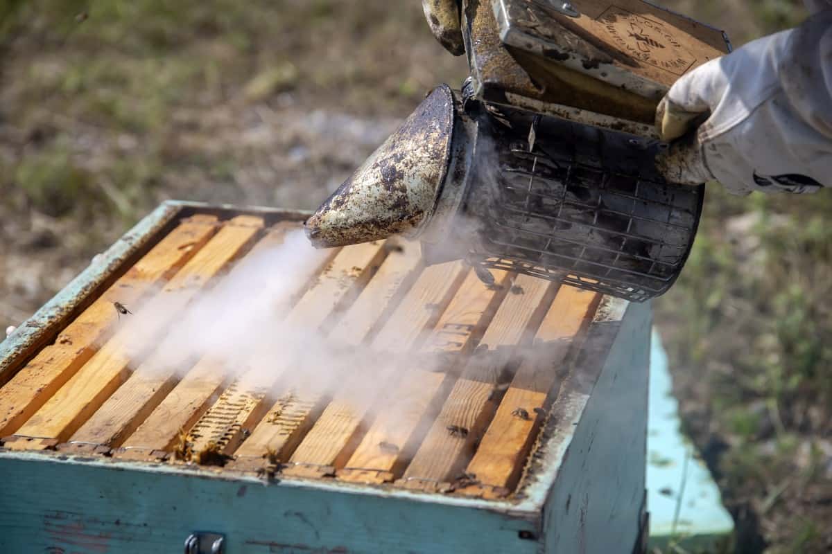 How Long Does It Take Bees To fill A Brood Box? - Bee Keeper Facts ...