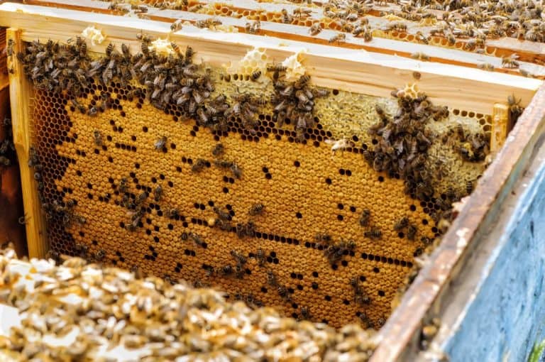 How Long Does It Take Bees To fill A Brood Box?