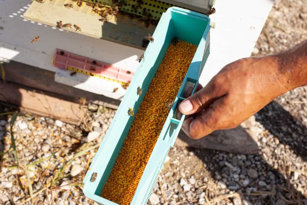 bee-pollen-trap-tray