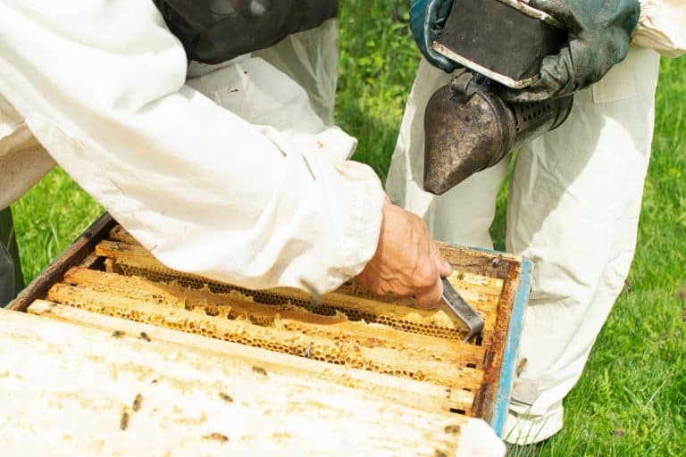 How Long Does It Take Bees To Fill A Honey Super?