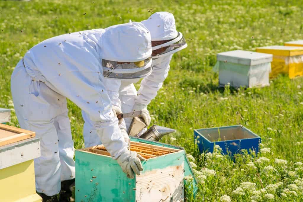 single-brood-chamber-beekeepers